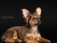 Щенок русского тоя с документами !, фотография 3