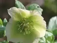 Морозник Кавказский