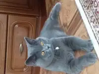 Котик для вязки