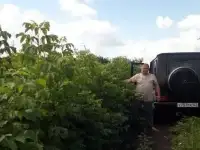 Саженцы, сеянцы и семена. Доставка