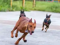 Настоящие цвергпинчеры, а так же немецкий пинчер, фотография 2