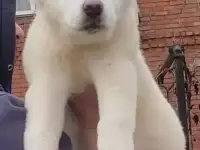 ПРОДАМ ЩЕНКОВ САО