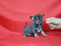Чихуахуа щенки