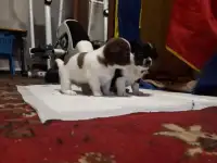 Щенки чихуахуа