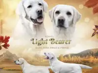 Крутые щенки Лабрадор