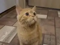 Отдам в добрые руки