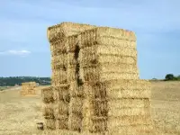 Сено лесное(дикие травы)