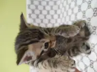 Бенгальские котята, фотография 5