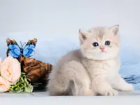 Британские котята. Золотые окрасы. Голубое золото, фотография 7