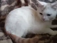 Шотландский  котёнок скоттиш-страйт окраса ван, фотография 3