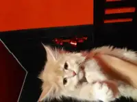 Котята с документами, фотография 5