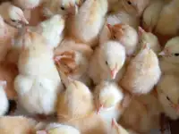 Цыплята цветного бройлера  растут как на дрожжах!