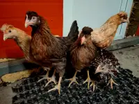 Куры несушки Хайсексы, Ломаны, Доминанты, фотография 4
