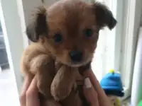Комочек счастья!!!