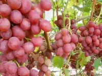 саженцы и черенки винограда из собственного питомника 