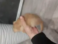 Клубные котята золотой шиншиллы, фотография 5