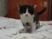 Чудесные котята