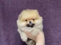 Померанский шпиц медвежьего типа