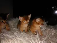Продаю Абиссинских котят, фотография 5
