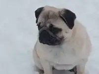 Куплю мопсика