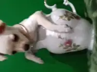 Щенки той терьера