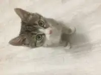 Срочно котёнок