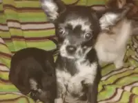 Чихуахуа щенки