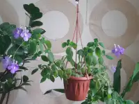 Ампельные растения