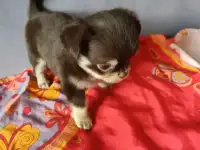 Чихуахуа щеночки