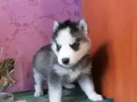 Хороший выбор щенков Хаски, фотография 10