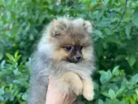 продажа подрощенных нем.шпицев, фотография 3