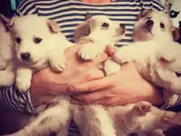 Продам щенков