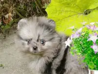 На продажу девочка померанского шпица