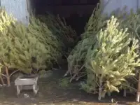 СОСНЫ  опт и в розницу