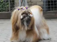 Ши тцу, фотография 2