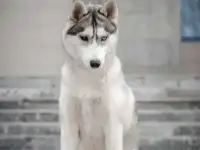 Щенок Хаски, фотография 7
