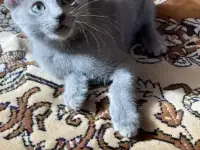 Русские голубые котята, фотография 4