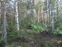 Участок 10 соток рядом с жд ст Грузино, фотография 2