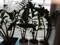 Продам Замиокулькас долларовое дерево