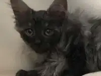 Норвежская лесная котята, фотография 2