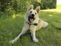 Золотой щенок ищет дом