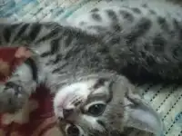 Котята, фотография 10