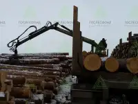 Пиловочник хвойный ель, сосна ГОСТ 9463-88, 18-60 см