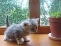 Катюша ищет доброго хозяина