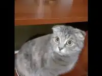 В добрые руки