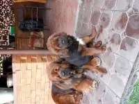 Продаются шикарные тибетские мастифы, фотография 4
