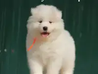 Самоед щенки. Медвежий тип тяжелый костяк