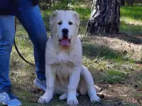 Продаются щенки среднеазиатской овчарки, фотография 2