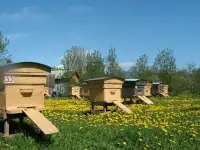 Продажа пчелосемей