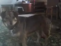 Отдадим собачку Люси в добрые руки